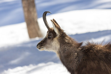 chamois in National Park of Gran Paradiso, Aosta