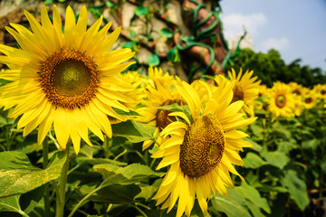 beautiful sunflowers