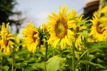 beautiful sunflowers