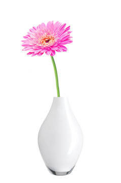 beautiful pink gerbera daisy flower in vase isolated on white