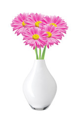 Pink Chamomiles (chrysanthemums) in vase isolated on white