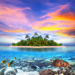 Tropical island of Maldives with marine life - obrazy, fototapety, plakaty