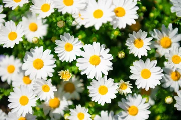 Photo sur Plexiglas Marguerites Fleur de marguerite blanche