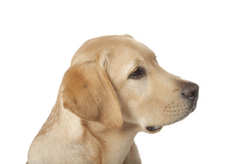 Beautiful Labrador retriever isolated on white background