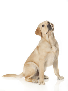 Beautiful Labrador retriever isolated on white background