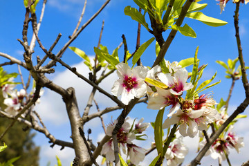 Almond blossoms