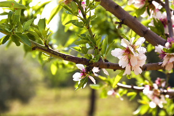 Almond blossoms