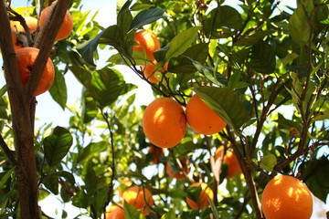 Orange tree