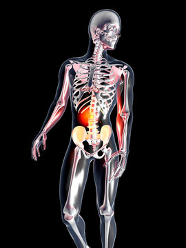 Anatomie - Bauchschmerzen