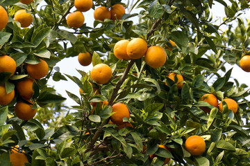 Orange tree