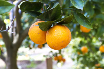 Orange tree