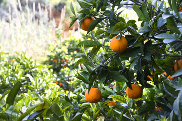 Orange tree