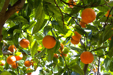 Orange tree