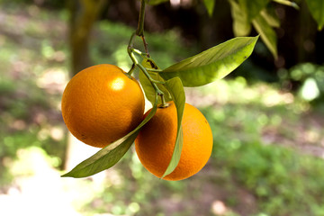 Orange tree