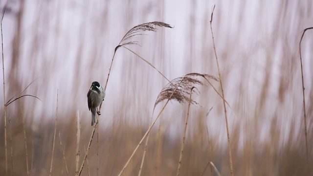 Common Reed Bunting