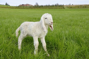 Fototapeta premium Lamb in a meadow