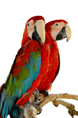 Naklejka premium Green-winged Macaw