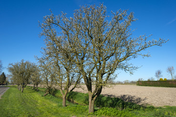 Fototapeta premium Fruit trees with buds in spring