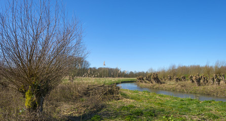 Row of pollard willows along a river in winter