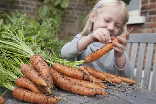 Girl inspecting freshly picked carrots