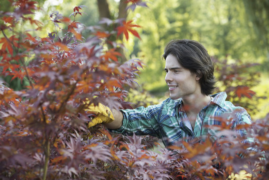 A woman in a tree nursery, pruning the leaves of an acer tree. 