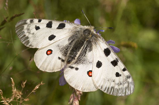 Apollo Butterfly (Parnassius Apollo)