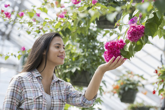 A woman in an organic nursery greenhouse.