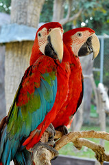 Green-winged Macaw