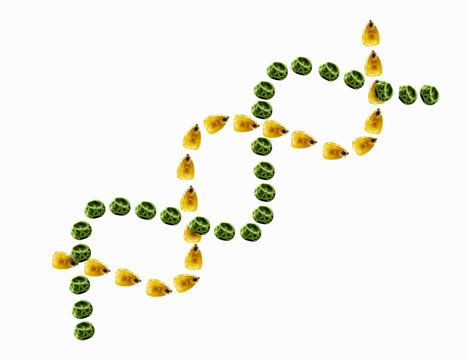 A double helix, intertwined spiral of small yellow corn maize kernels and dried peas, symbolising genetic engineering and research and food production.