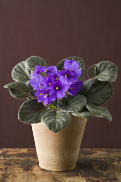 A houseplant with furry green leaves, purple Saintpaulia, growing in a pot.