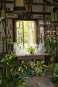 A room in a house with plants on every surface. Glossy green leaves.