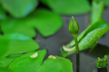 Young Lotus