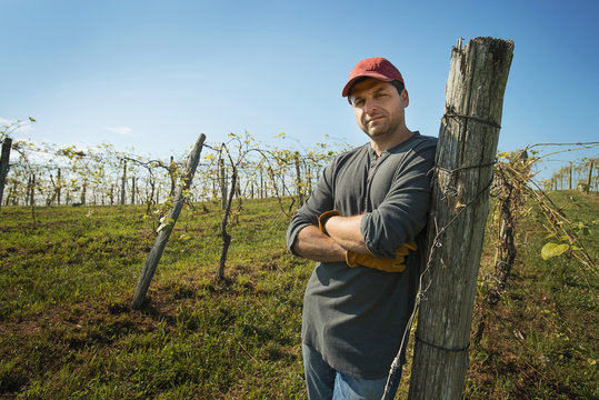 A vineyard with young vines being trained along wires to produce a good grape harvest. 