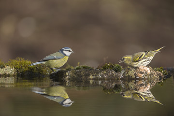 Reflection pool