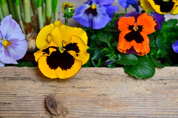Stiefmütterchen Blüte Holz Hintergrund
