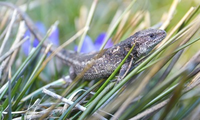 Common Lizard