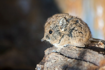 Short-eared elephant shrew (Macroscelides proboscideus) baby