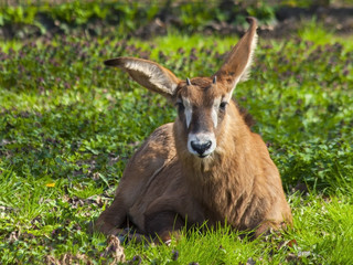 Young roan antelope (Hippotragus equinus)