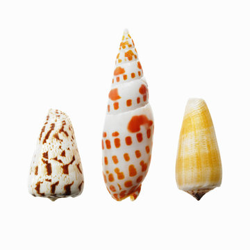 Three sea shells in a row, showing a variety of size, shape and pattern. 