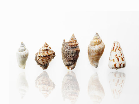 Sea shells in a row, showing a variety of size, shape and pattern. 