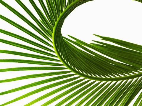 A glossy green palm leaf in close up, with central rib and paired fronds. 