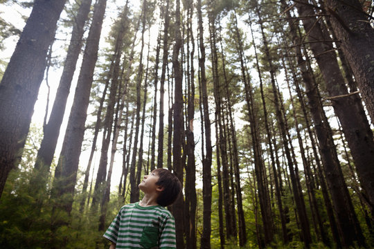 A young boy playing in the pine forest, surrounded by tall straight tree trunks. 