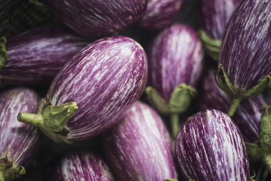 Woman Working at Organic Farm