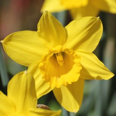 Obraz premium Daffodils