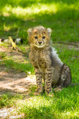 Junger Gepard (Acinonyx jubatus)