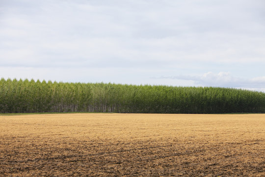 A large plantation of poplar trees in a arboriculture nursery or farm in Oregon, USA 