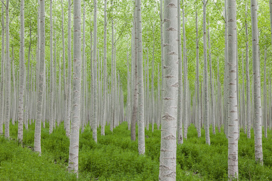 Poplar tree plantation, tree nursery growing tall straight trees with white bark in Oregon, USA