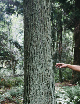 Man's Hand Reaching Toward Tree In Forest