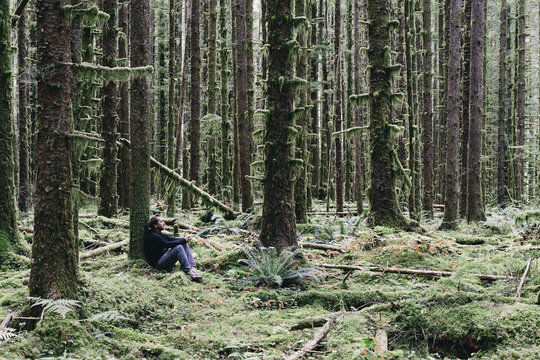 Man sitting among moss-covered Hemlock and Spruce trees in lush temperate rainforest in the Hoh rainforest in Washington USA