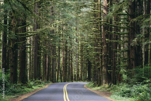 Lush Winding Road, Olympic National Park, Washington без смс